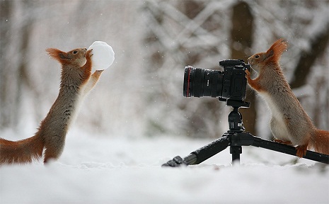 Two Adorable Squirrels Take Photos, Play Catch, and Build a Snowman - PHOTOS